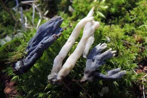 The Crested Coral is normally white unless it has been attacked by the Helminthosphaeria mold. 